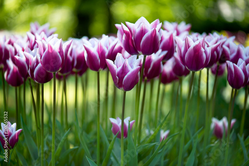 Fototapeta Naklejka Na Ścianę i Meble -  Springtime garden of purple tulips. (Lily-flowered). Soft focus.