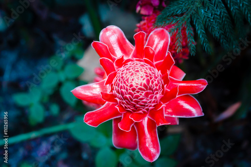Torch ginger, etlingera elatior flowers, zingiberaceae. photo