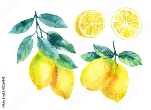 Watercolor lemon fruit branch with leaves isolated on white