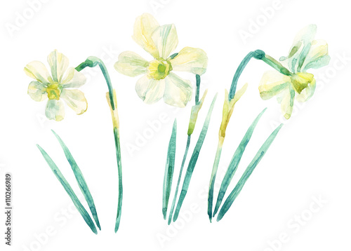 Daffodil watercolor painting set isolated on white background. Hand painted narcissus illustration. photo