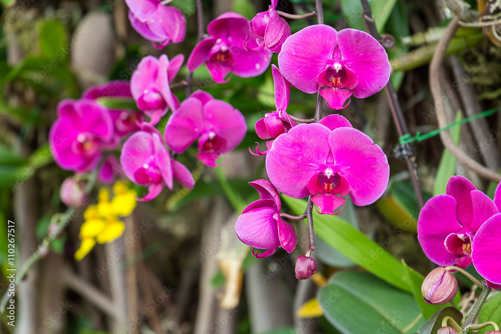 Beautiful Purple Orchid Flower with Green in Background, Hong Kong Beautiful Purple Orchid Flower with Green in Background, Hong Kong