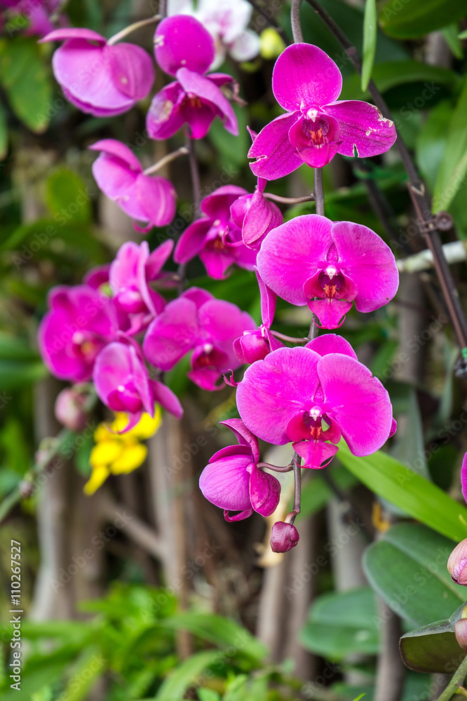 Beautiful Purple Orchid Flower with Green in Background, Hong Kong