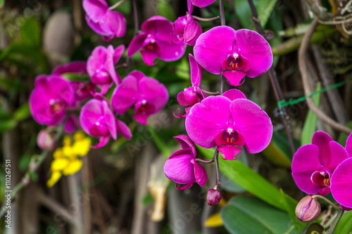 Beautiful Purple Orchid Flower with Green in Background  Hong Kong