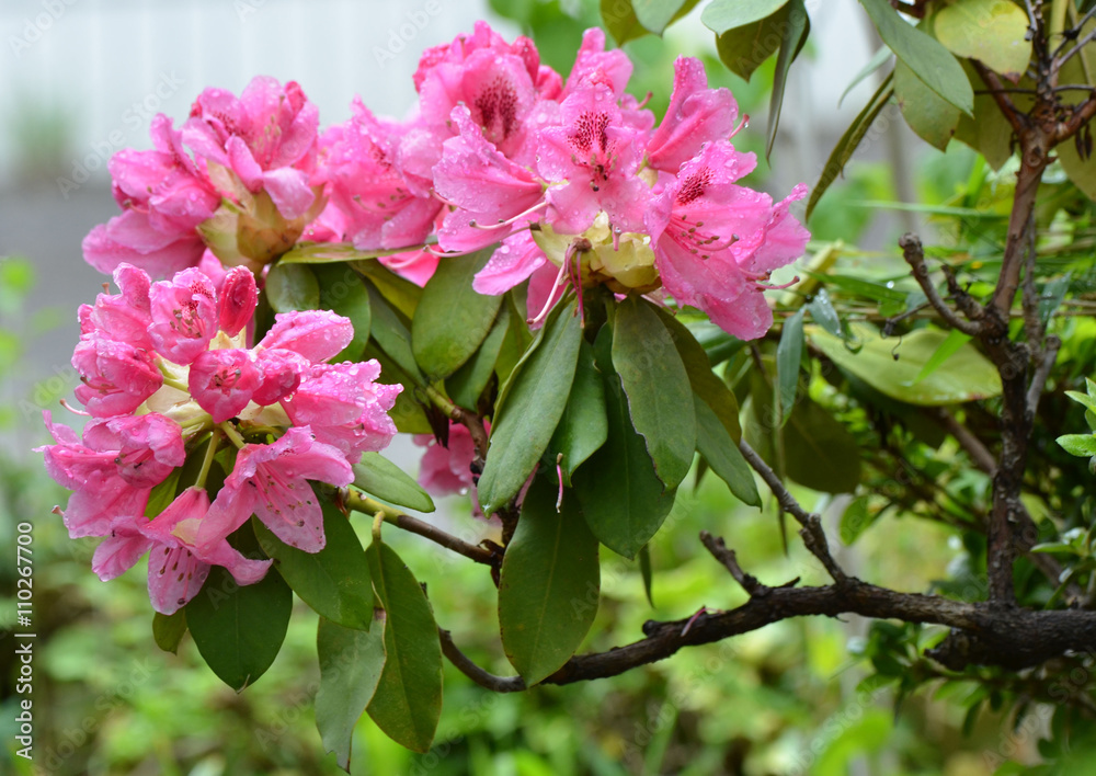 Fototapeta premium しゃくなげ