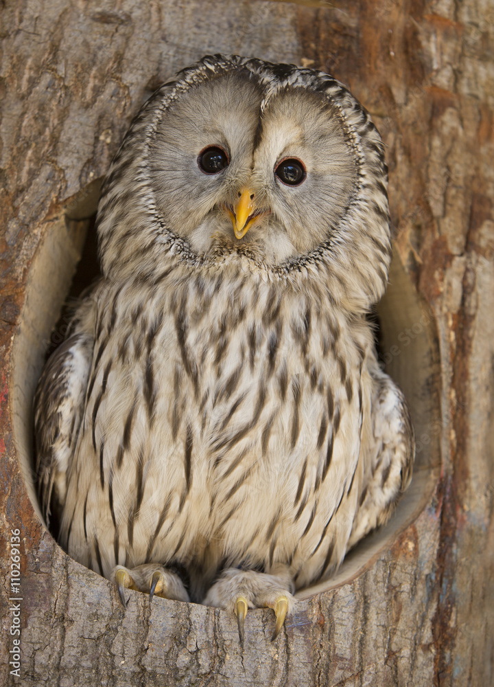 Naklejka premium Oeral op de uitkijk vanuit het nest.