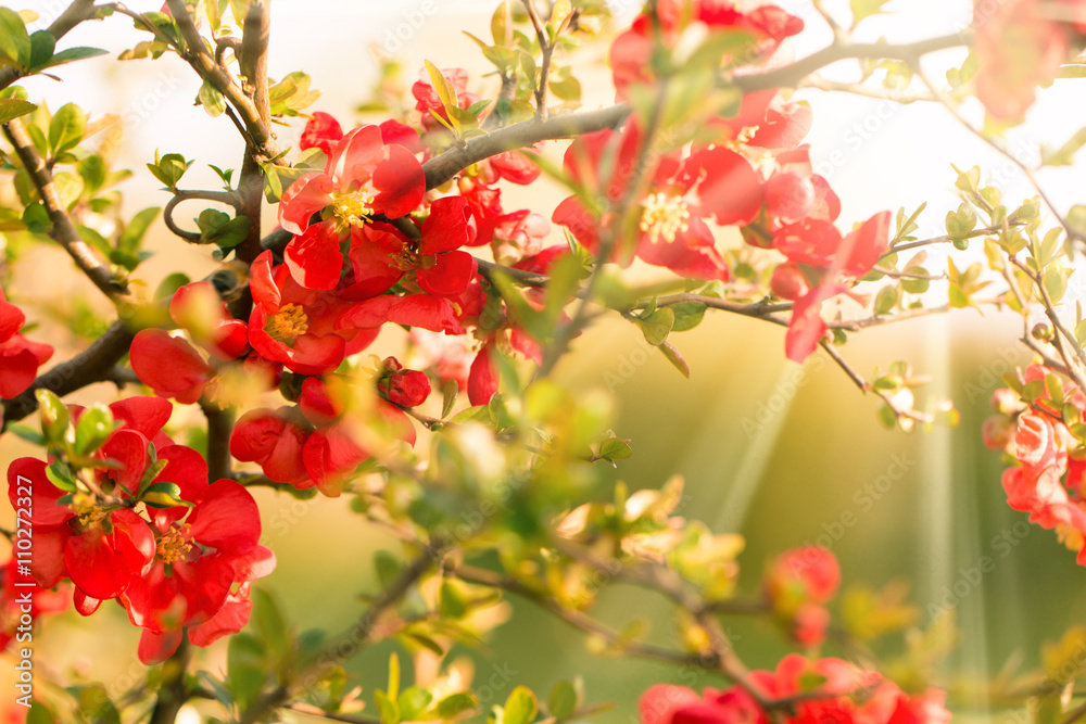 Blossom tree over nature background/ Spring flowers/Spring Background Blossom tree over nature background/ Spring flowers/Spring Background