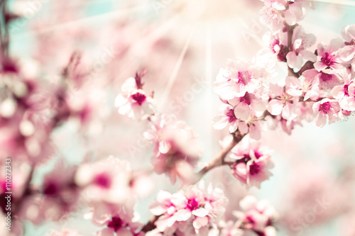Blossom tree over nature background/ Spring flowers/Spring Background © id-art