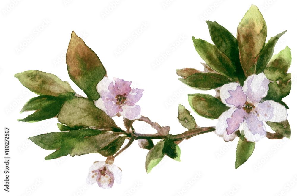 Obraz premium watercolor spring cherry blossoms