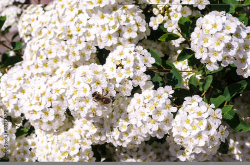 A beautiful flowering bush of white Spirea