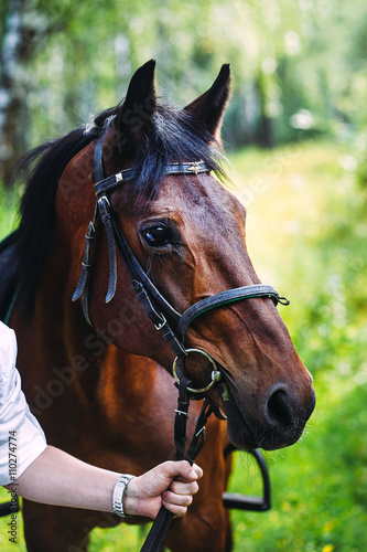 A man's hand holding a black horse for bridles © MestoSveta