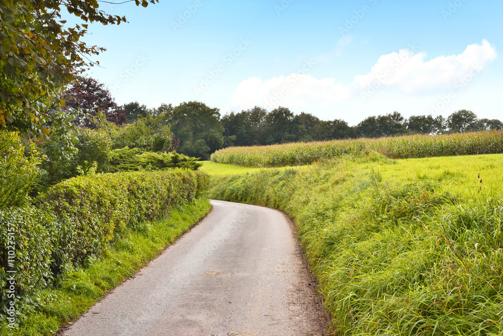 Obraz premium Idyllic country road in the sun, with copy space and forest. Single lane road through fields and pastures, nature background. 