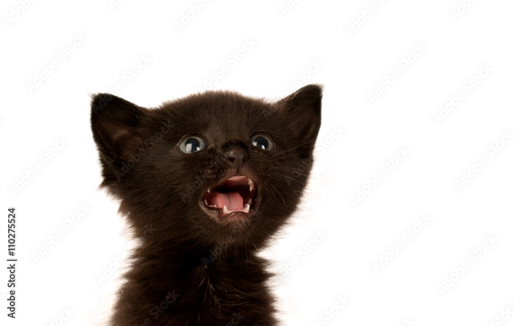 Cute little black cat Cute little black cat