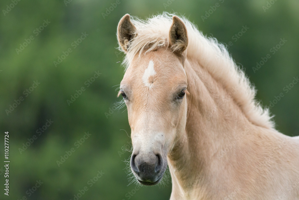 Fototapeta premium Haflinger foal, South Tyrol, Italy