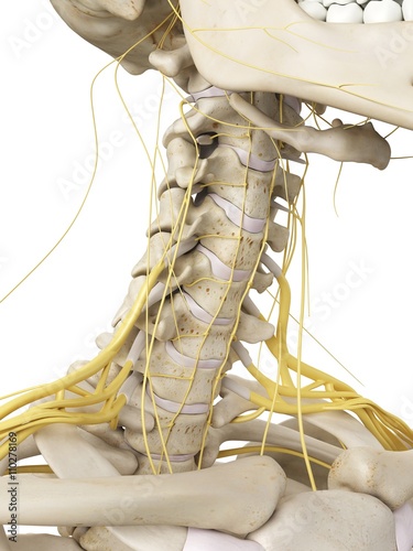 Neck bones and nerves, artwork photo