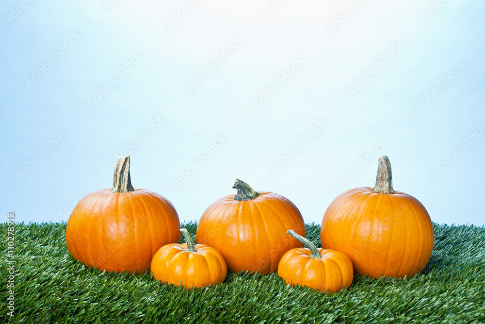 Obraz premium assortment of pumpkins