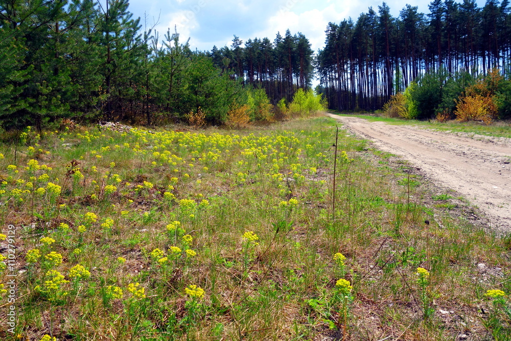 Obraz premium young yellow blooming wild flowers on meadow by green coniferous forest 