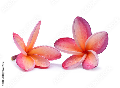 Frangipani flower with water droplets on white background