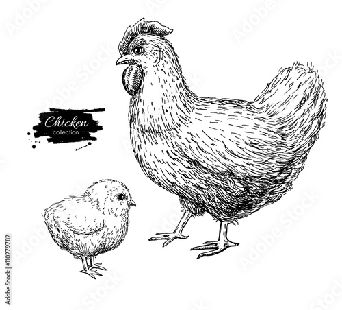 Vector vintage hand drawn chicken and baby chick. Engraved  illu