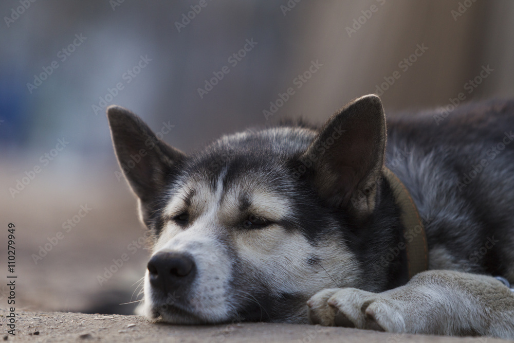 Chain dog, lying on the sidewalk near a wooden fence Chain dog, lying on the sidewalk near a wooden fence
