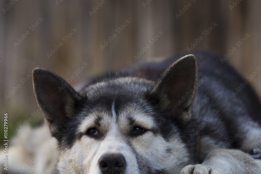 Chain dog, lying on the sidewalk near a wooden fence