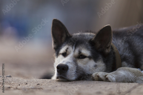 Chain dog  lying on the sidewalk near a wooden fence