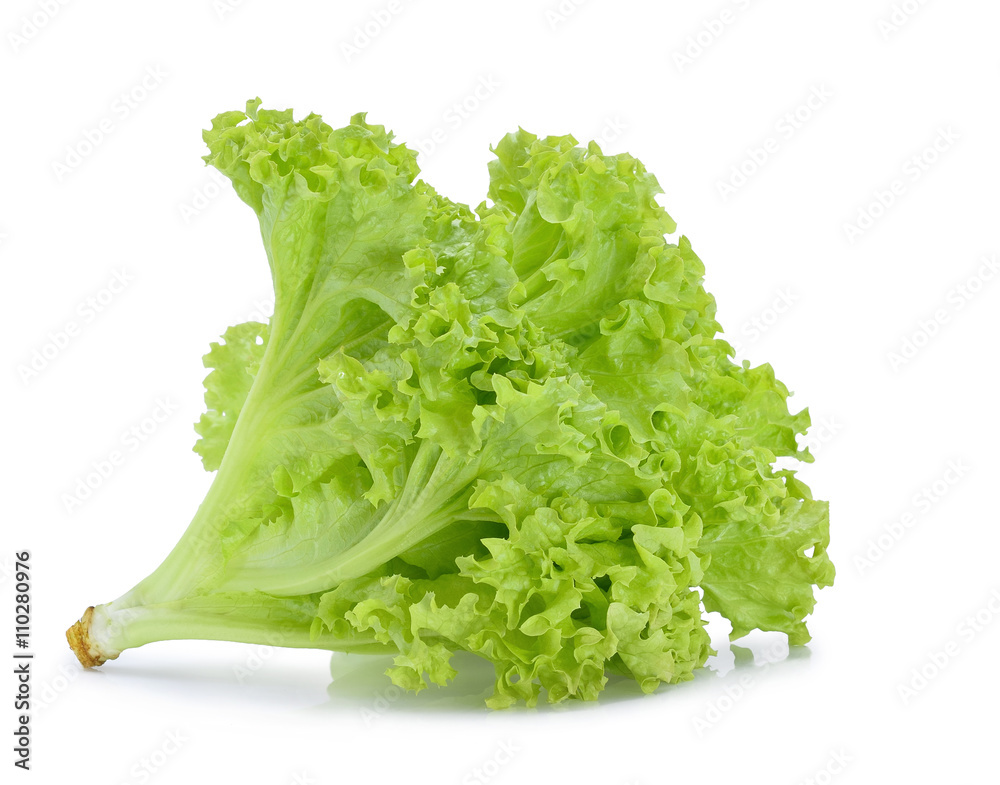 Green oak lettuce on white background. Green oak lettuce on white background.