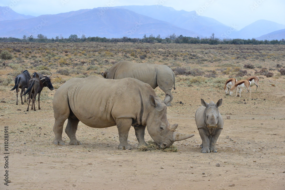 Fototapeta premium White Rhinoceros on the plain's of South Africa 