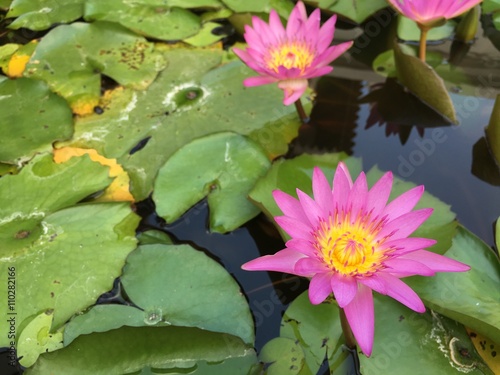 Water lily in pond Temple