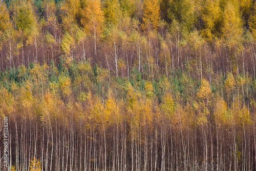 Rows of autumn trees, background
