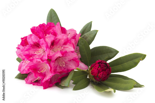 rhododendron photo