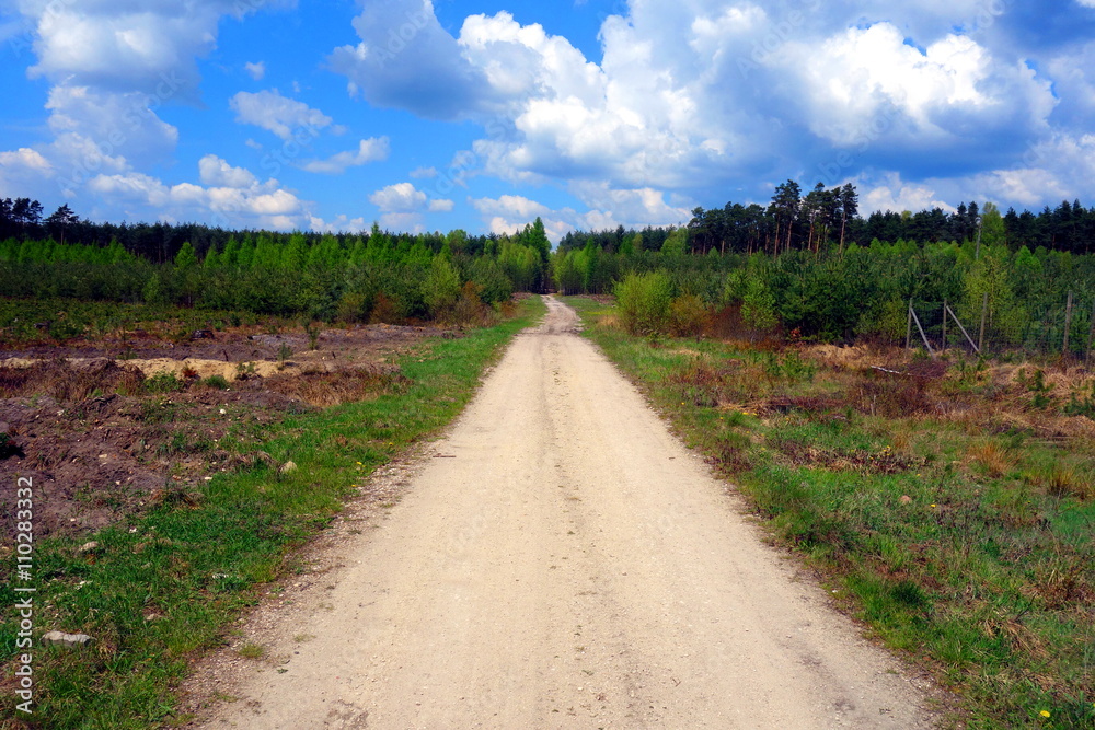 Fototapeta premium dirty sandy way through forest with clearing seedlings and mature trees on horizon