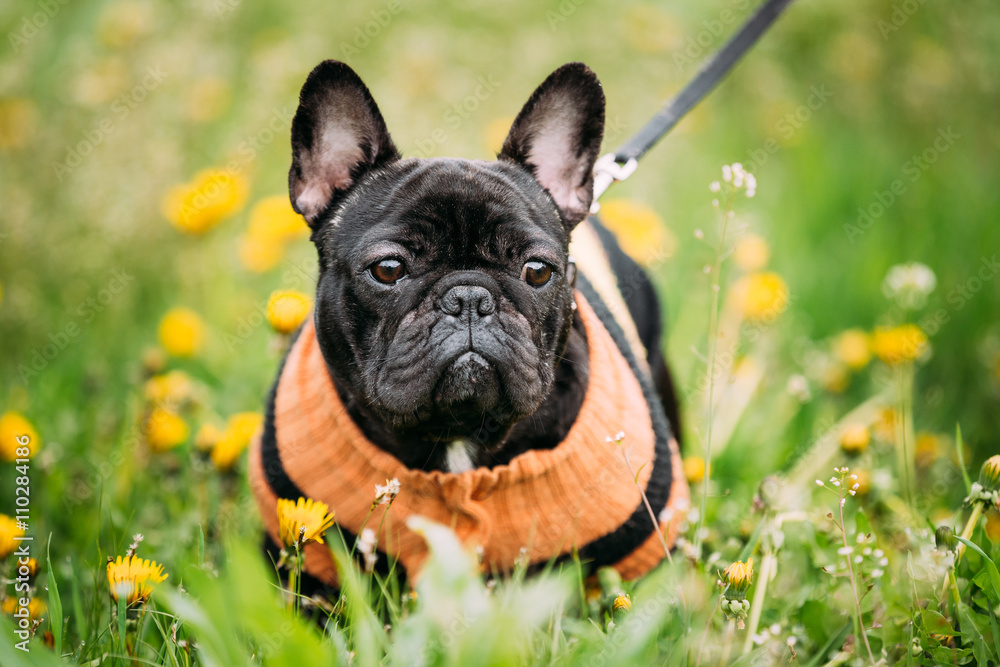 Young Black French Bulldog Dog In Green Grass