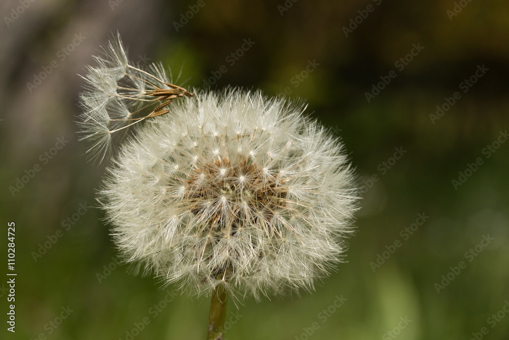 Fototapeta premium Lowenzahn Pusteblume
