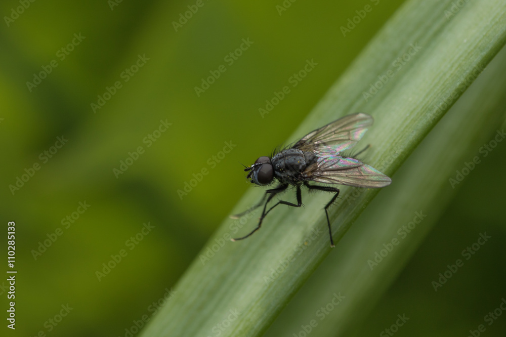 Fototapeta premium fly insect