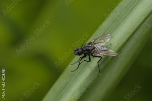 fly insect