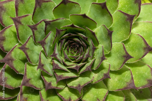 Nice image of a Sempervivum succulent plant
