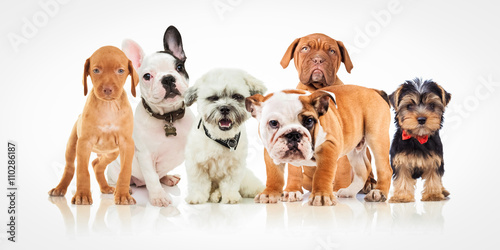 six cute puppy dogs of different breeds standing together