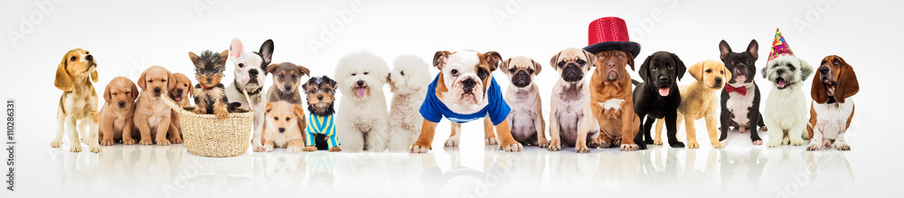 large group of dogs on white background large group of dogs on white background