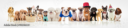 large group of dogs on white background