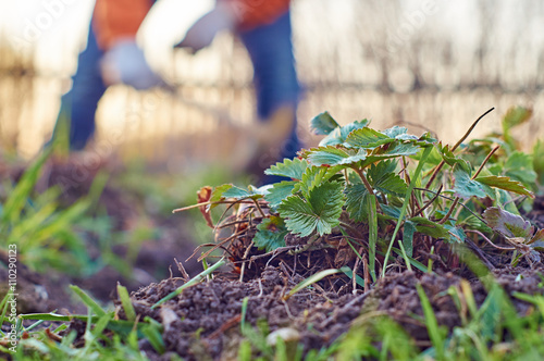 Weeding the strawberry beds 