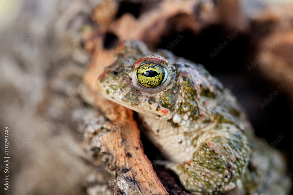 Obraz premium Frog with bulging green eyes