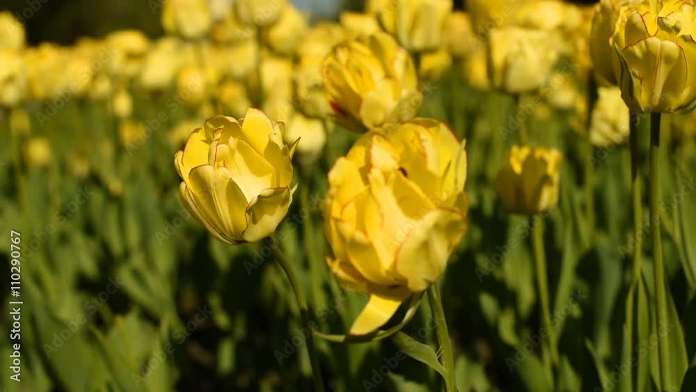Yellow tulips against the sky Yellow tulips against the sky