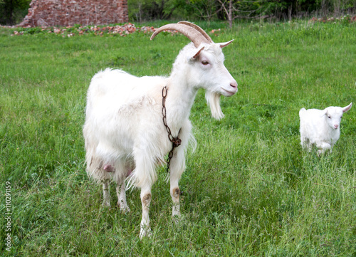 goatlings with goat are grazing on grass in the village