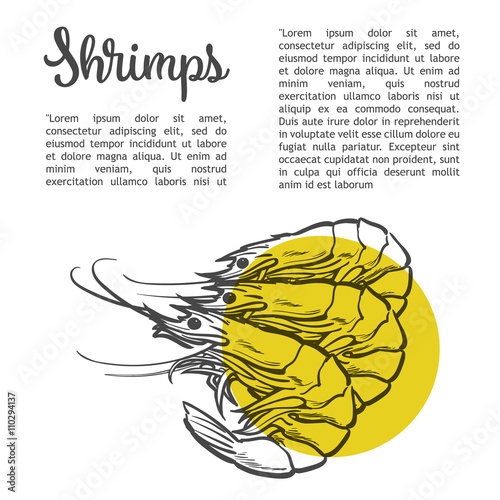 Shrimp vector sketch drawn by hand, three shrimp on a white background, sea food, the menu of shrimp, lettering label, menu, with seafood