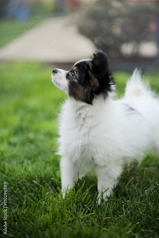 Puppy breeds Papillon Puppy breeds Papillon