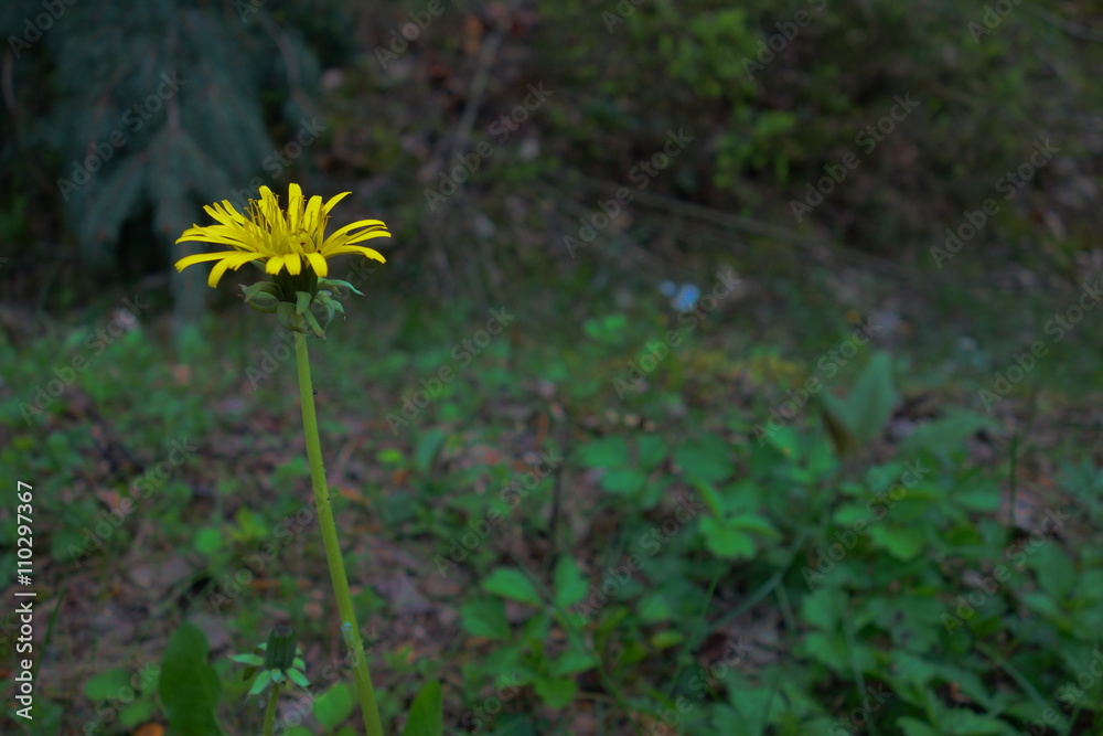 Obraz premium lonely blooming sow thistle on dark green forest shade closeup