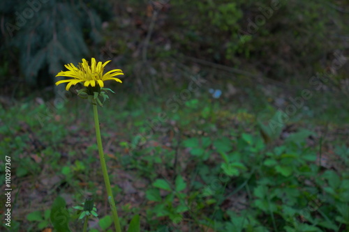 Fototapeta Naklejka Na Ścianę i Meble -  lonely blooming sow thistle on dark green forest shade closeup