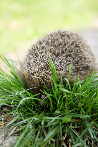 Young hedgehog, on the grass