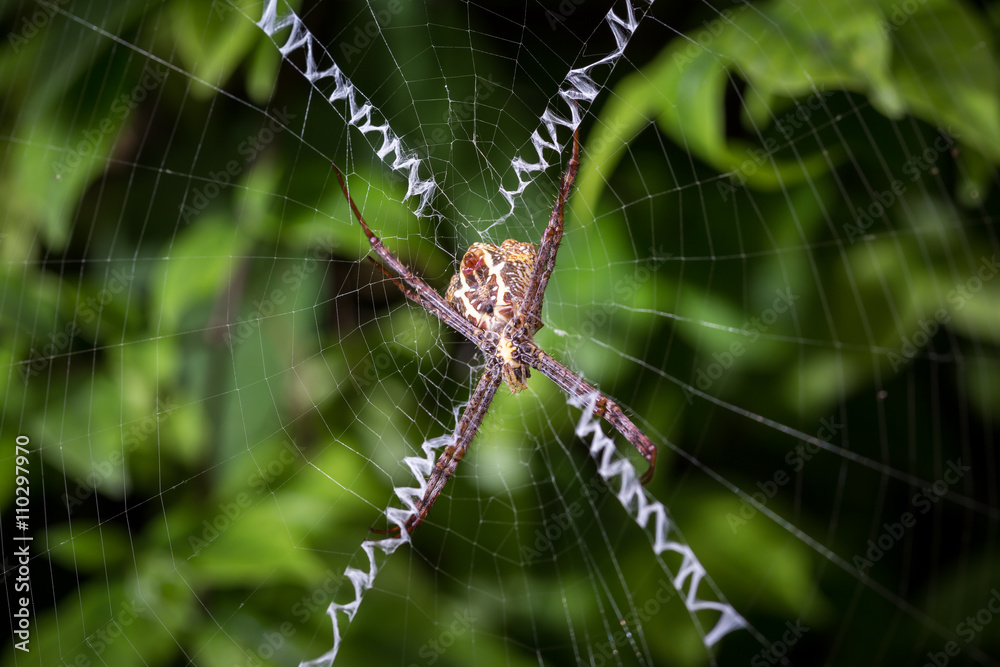 Close up spider on web in the garden Close up spider on web in the garden