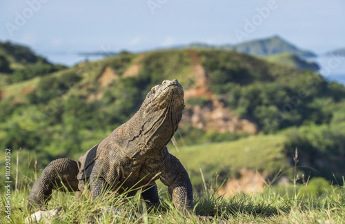 The fighting Komodo dragons for domination.